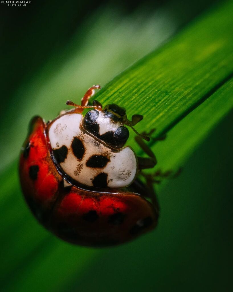 LKPhotoAndFilm's tweet photo. Lady Within The Undergrowth. 

A beautiful ladybird I spotted among deep vegetation. 
I didn't mind that this ladybird was deep in the undergrowth as long as just enough light from my flash could get to it to light it up. 
I think the final result came o… https://t.co/5gREIutHCs https://t.co/y620WRH4gK