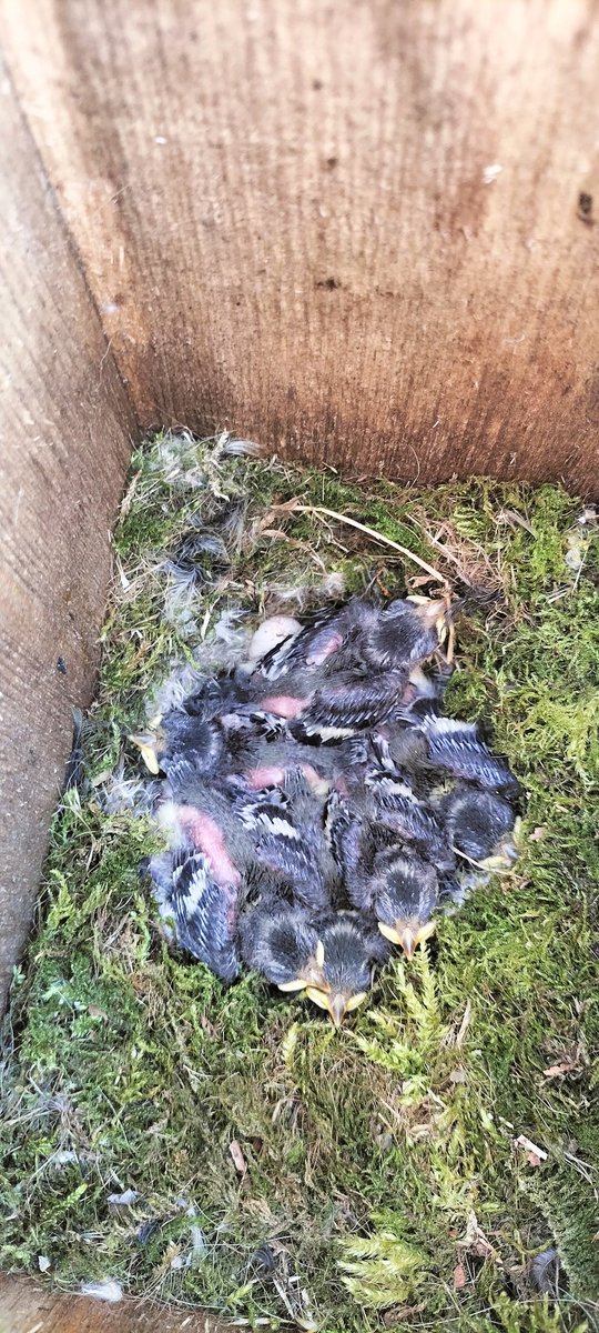 Who lives in a house like this... The eggs have hatched. Baby blue tits in the nesting box in my garden 🐣