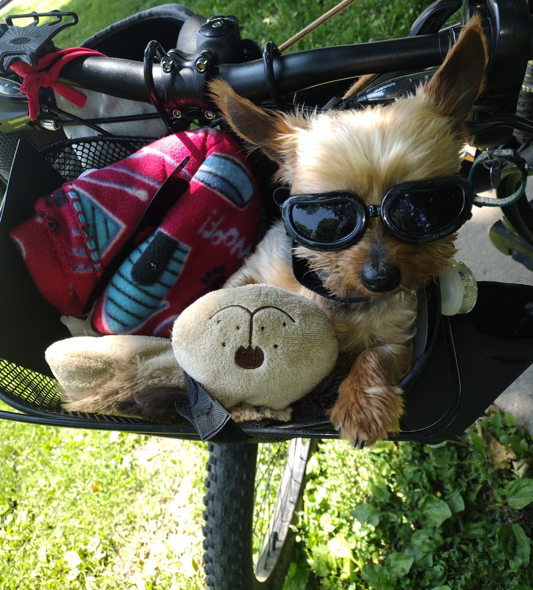 Me 👣
and
Chauncey-Poo 🐾
went on a bike ride.
#SundayFunday
#SundayAfternoon
#SundayMotivation 
We're Welcome! 🌞