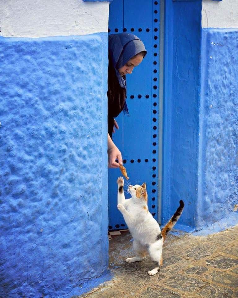 MarocRadar's tweet photo. Prendre soin des chats https://t.co/XmKuvr9slt