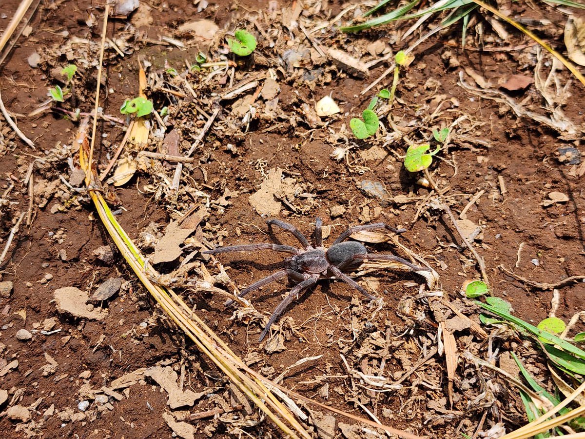 Hola <a href="/Arachno_Cosas/">Soy aracnólogo, pregúntame lo que quieras</a>! 
Qué tipo de araña es? La encontramos abajo del sillón. Ya la reubicamos.