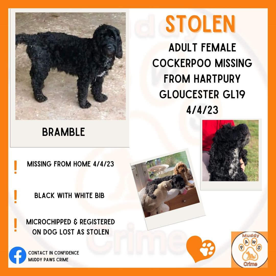 gelert01's tweet photo. #BRAMBLE missing 04/04/2023 #HARTPURY #GLOUCESTER #GL19 #chipped https://t.co/ouEfMdvuxj
https://t.co/CjFSSErYY3 @muddypawscrime @lisffc @KarenFi51820768 @karensarah66 @Lorrain90964806 @MissingPetsGB @HeadsLost @LostDogAlertUK @RecoveryDog @missing_n_found @missingdogs155 https://t.co/e50ImEzeXM