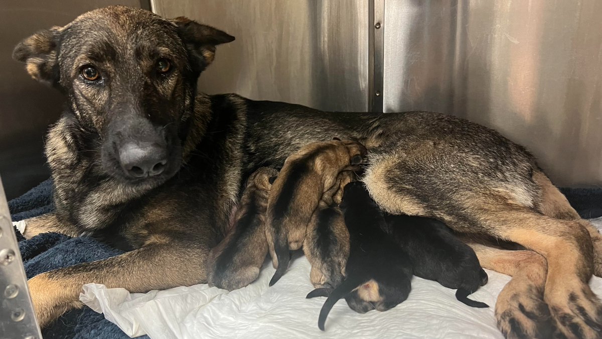 The Arrow Fund tweet media