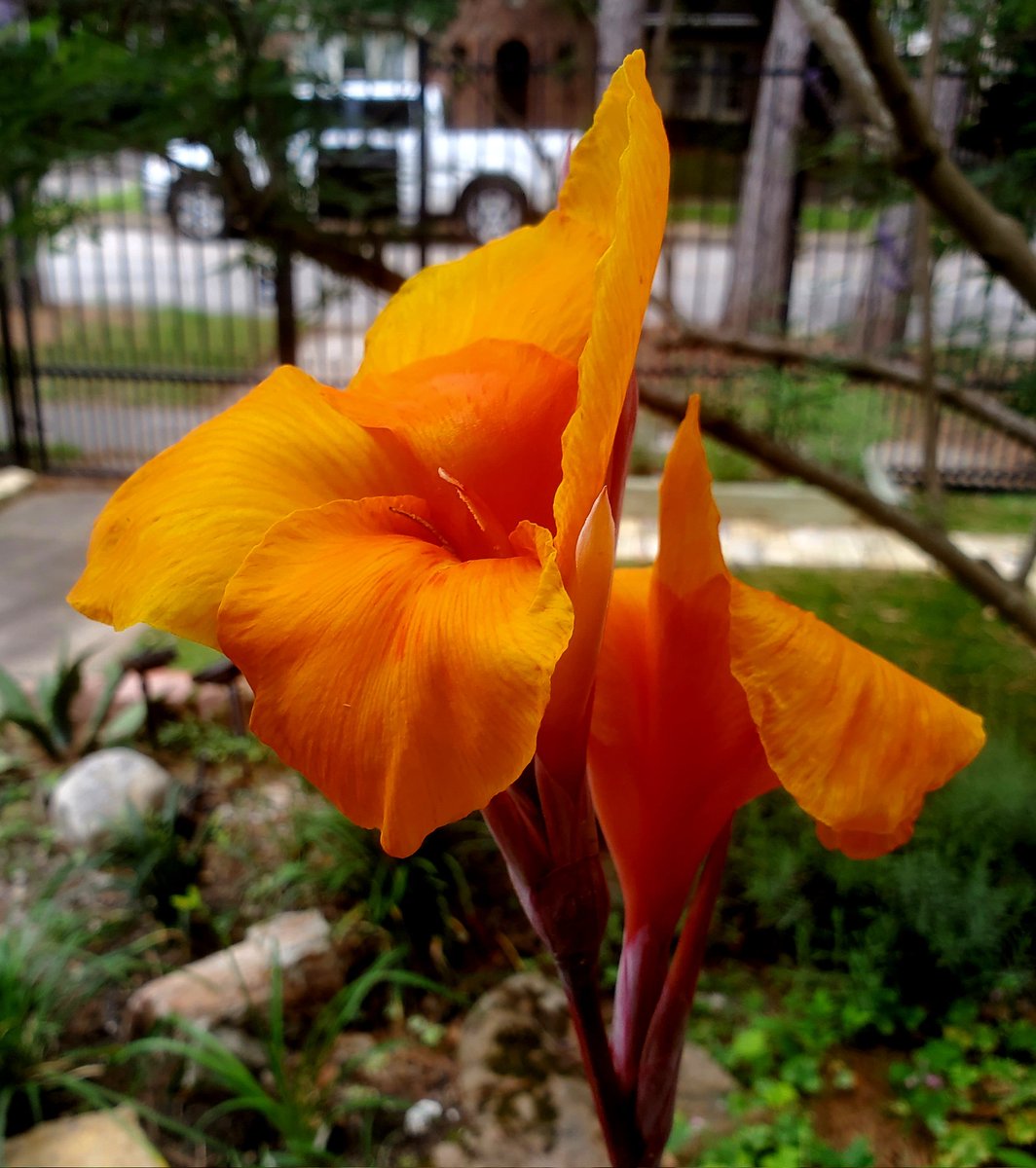 MM Pack (@mmpackeatwrite) on Twitter photo Canna lily the color of ripe apricots on the Texas Gulf Coast. #FlowerReport <a href="/alyssaharad/">Alyssa Harad is at the sky place. DM for invites.</a> Canna lily the color of ripe apricots on the Texas Gulf Coast. #FlowerReport <a href="/alyssaharad/">Alyssa Harad is at the sky place. DM for invites.</a>