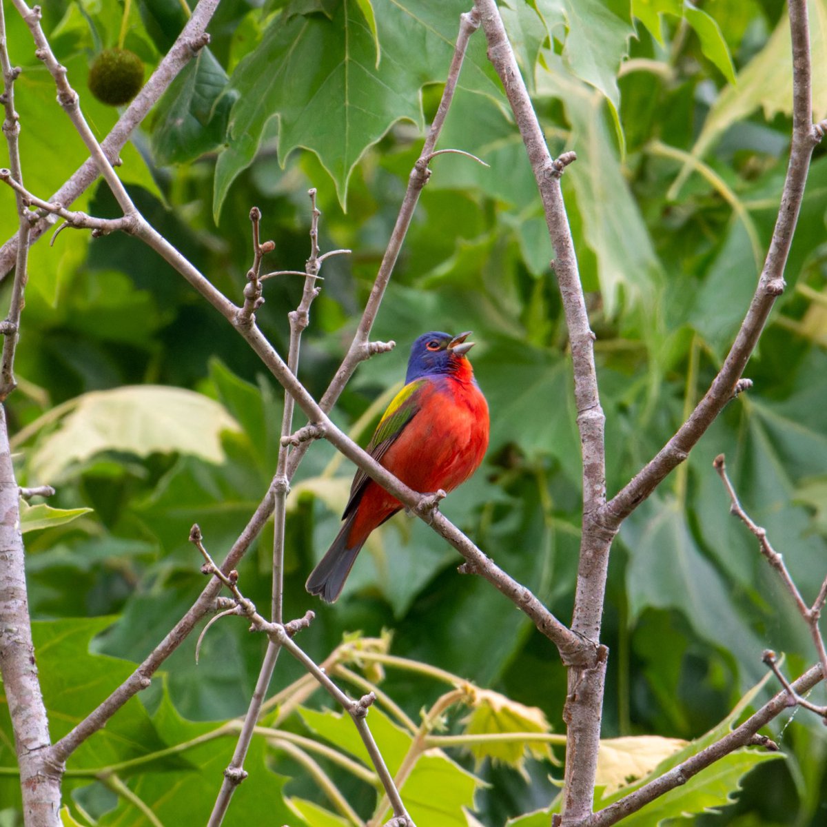Wifemage_'s tweet photo. Saw our first rare bird today! A special treat to see something so colorful around here (Painted Bunting) https://t.co/MmUJbyHTgl