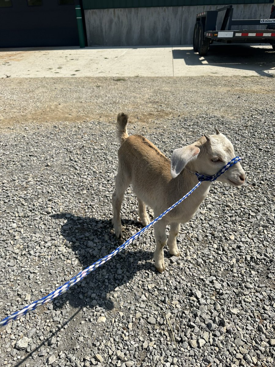 MsLayneNeuhart's tweet photo. From a while ago, but check out me absolutely loving my life at the petting zoo a few weeks ago! https://t.co/tb7ZMnEPd7