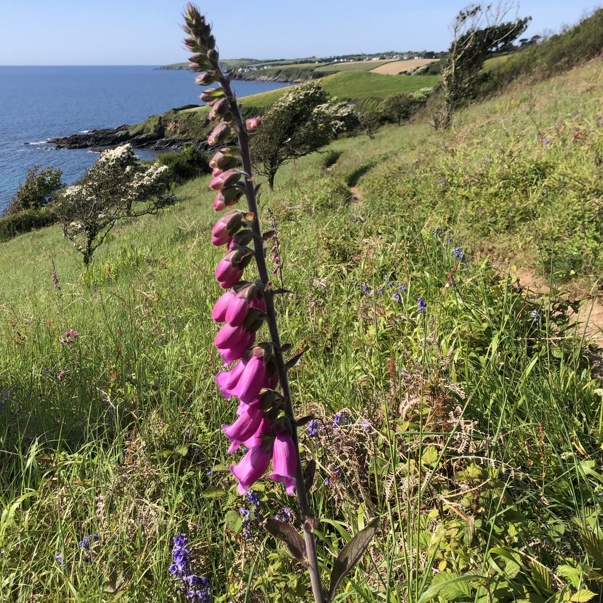 WildGloweth's tweet photo. Alexanders - increasingly the sight and scent of the coastpath in summer in #Cornwall. Lots of other #wildflowers to see where they haven’t taken over (yet!). Foxgloves among fading Bluebells, Thrift and Sea campion. #InvasivePlants #WildflowerHour @BSBIbotany @wildflower_hour https://t.co/TMKoj4j6Zg