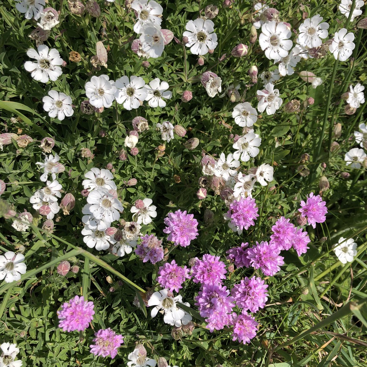 Alexanders - increasingly the sight and scent of the coastpath in summer in #Cornwall. Lots of other #wildflowers to see where they haven’t taken over (yet!). Foxgloves among fading Bluebells, Thrift and Sea campion. #InvasivePlants #WildflowerHour @BSBIbotany @wildflower_hour