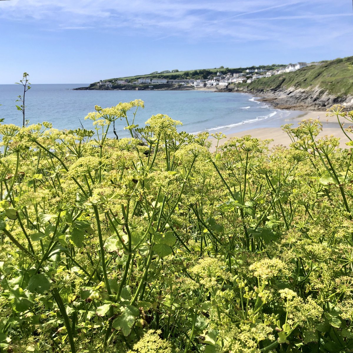 WildGloweth's tweet photo. Alexanders - increasingly the sight and scent of the coastpath in summer in #Cornwall. Lots of other #wildflowers to see where they haven’t taken over (yet!). Foxgloves among fading Bluebells, Thrift and Sea campion. #InvasivePlants #WildflowerHour @BSBIbotany @wildflower_hour https://t.co/TMKoj4j6Zg