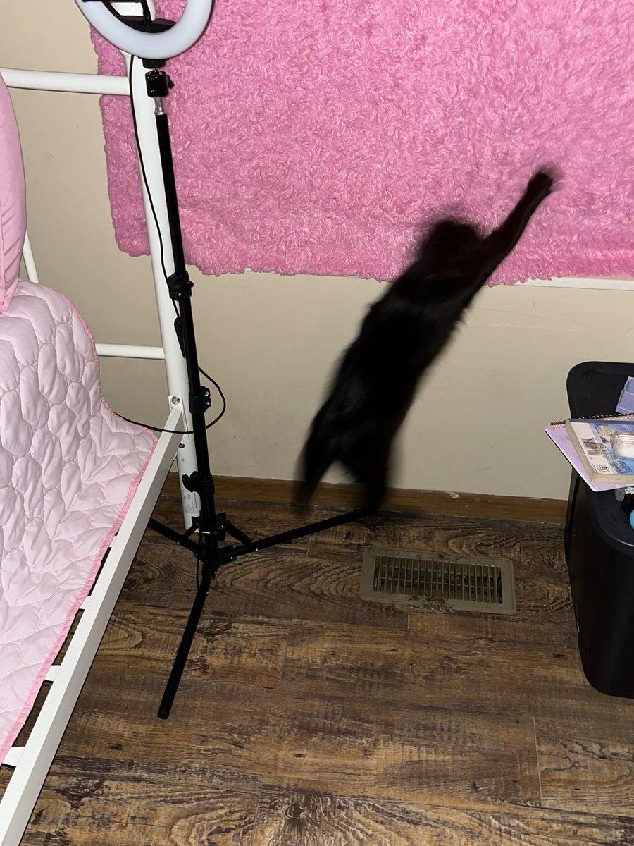 plaguerounds's tweet photo. they found a bug lmao https://t.co/mYGdoqd9bk