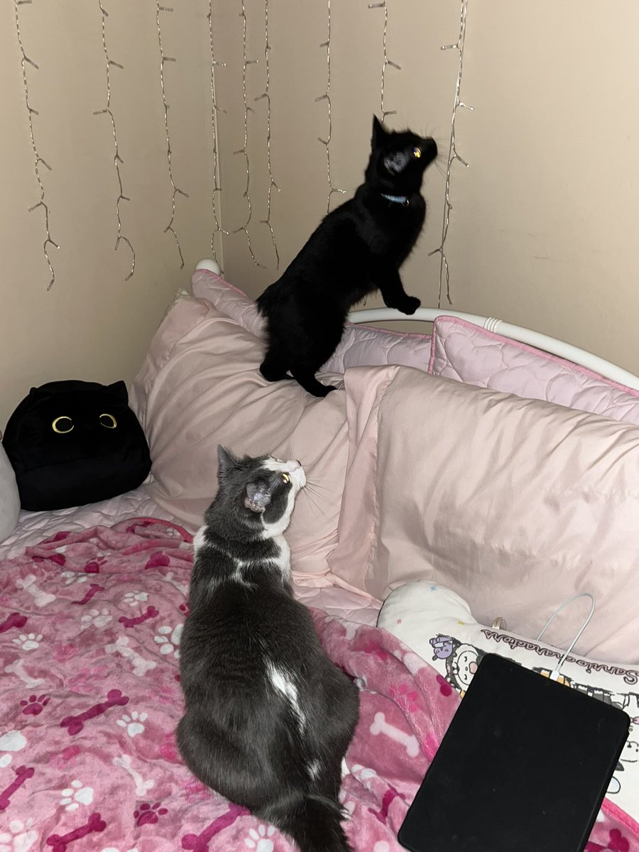 plaguerounds's tweet photo. they found a bug lmao https://t.co/mYGdoqd9bk