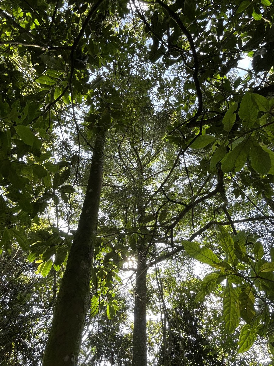 BelenCalvoEU's tweet photo. Best spot &amp; inspiration to prepare my intervention for #BiodiversityDay:
@Gishwati_Mukura National Park @FHA_Rwanda! 

@EU_ENV @EnvironmentRw 
#GreenRwanda #BiodiversityDay https://t.co/paVew28sv9