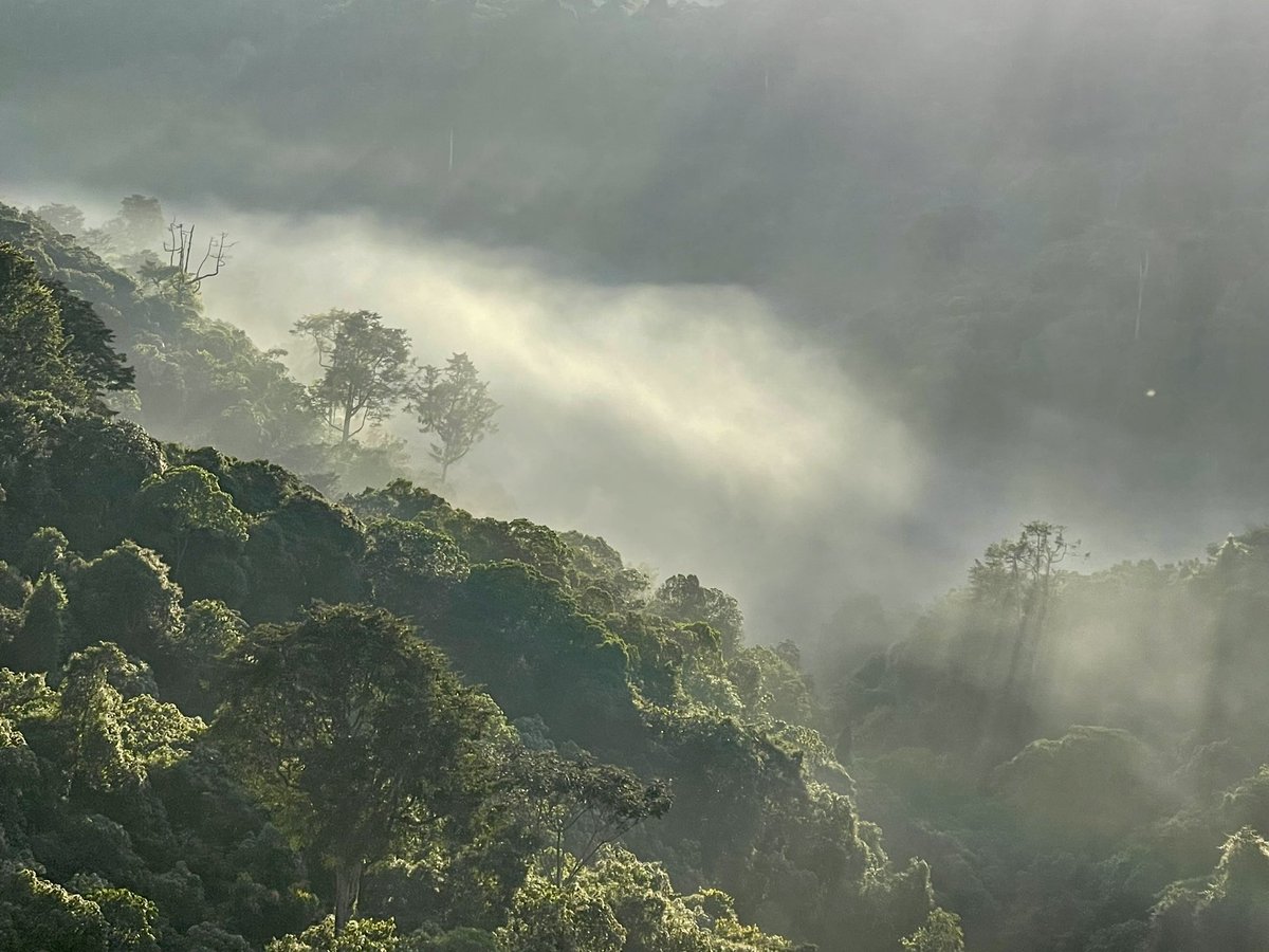 BelenCalvoEU's tweet photo. Best spot &amp; inspiration to prepare my intervention for #BiodiversityDay:
@Gishwati_Mukura National Park @FHA_Rwanda! 

@EU_ENV @EnvironmentRw 
#GreenRwanda #BiodiversityDay https://t.co/paVew28sv9