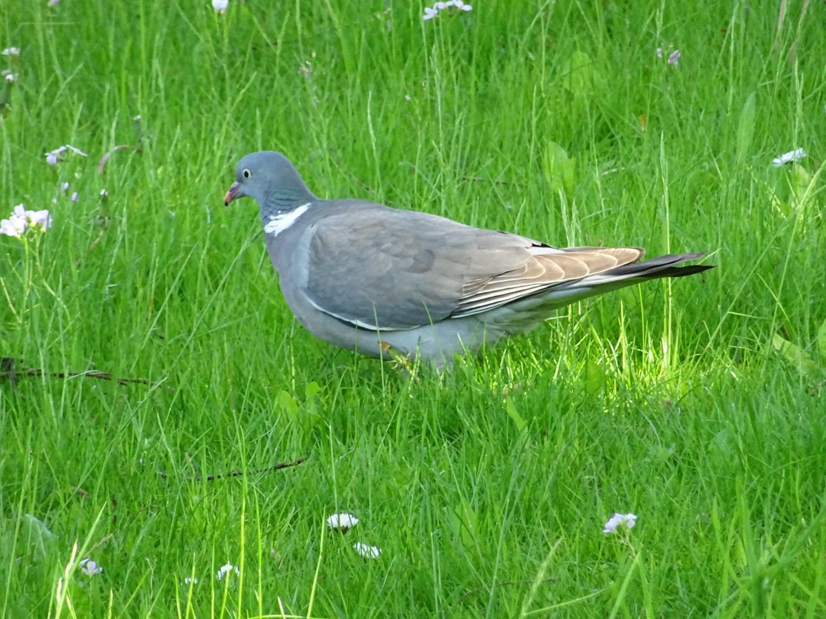 MMeistere's tweet image. Lauku balodis šodien pie Māras dīķa #maijs #putni