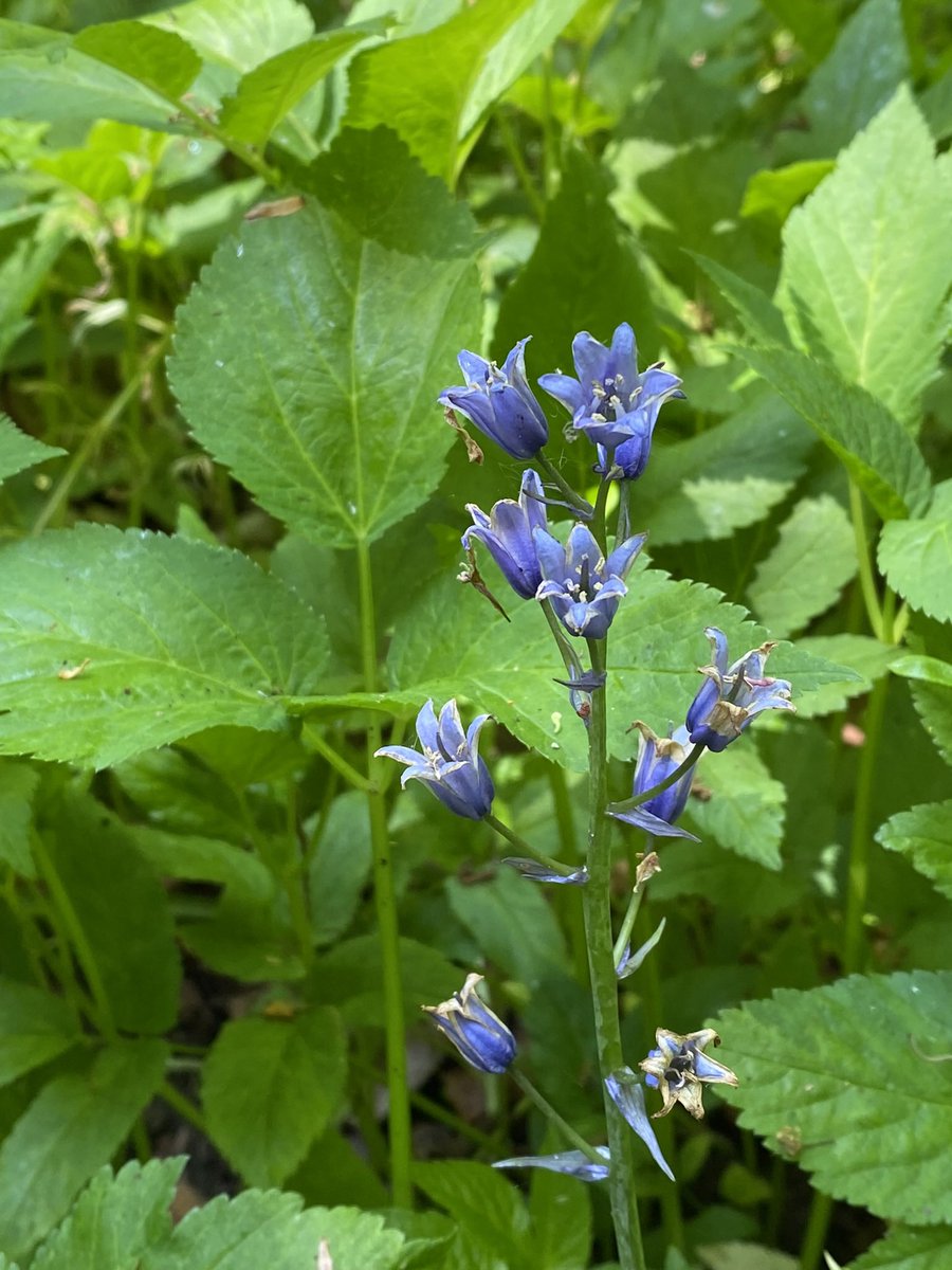 BeautyMarbled's tweet photo. #invasiveplants for #wildflowerhour Spanish (or maybe hybrid) bluebells and the dreaded giant hogweed …which grows profusely locally. Every year I report it. Every year they do nothing about it. So much for the £20K fine! https://t.co/jKCyJVVrz7