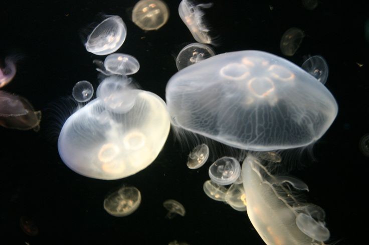 Aurelia Aurita 

Mais conhecida como medusa da lua, as águas vivas da lua são espécies comuns na maioria dos continentes da terra, elas sao carnívoras e gostam de comer camarões moluscos e plâncton. A maneira como elas viajam pelos oceanos é contando com as correntes oceânicas.