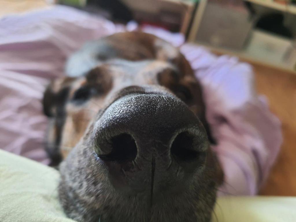 ElieNDiaw's tweet image. Attention, reniflage des smartphones !