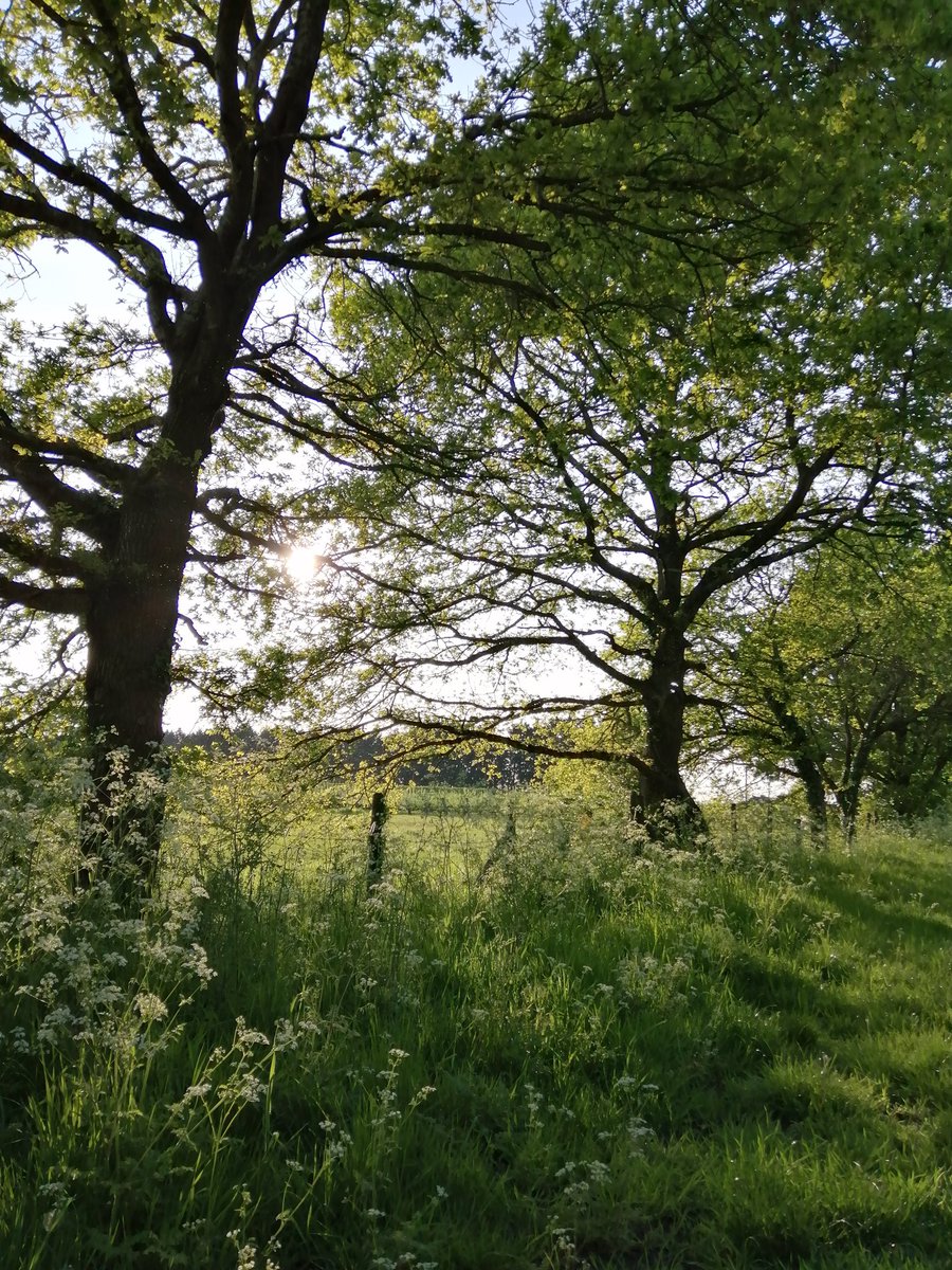 Safely back in the verdant exuberance of a late English Spring, where hawthorn hedges line the bridal country lanes strewn with torn lace and embroidered canopies...