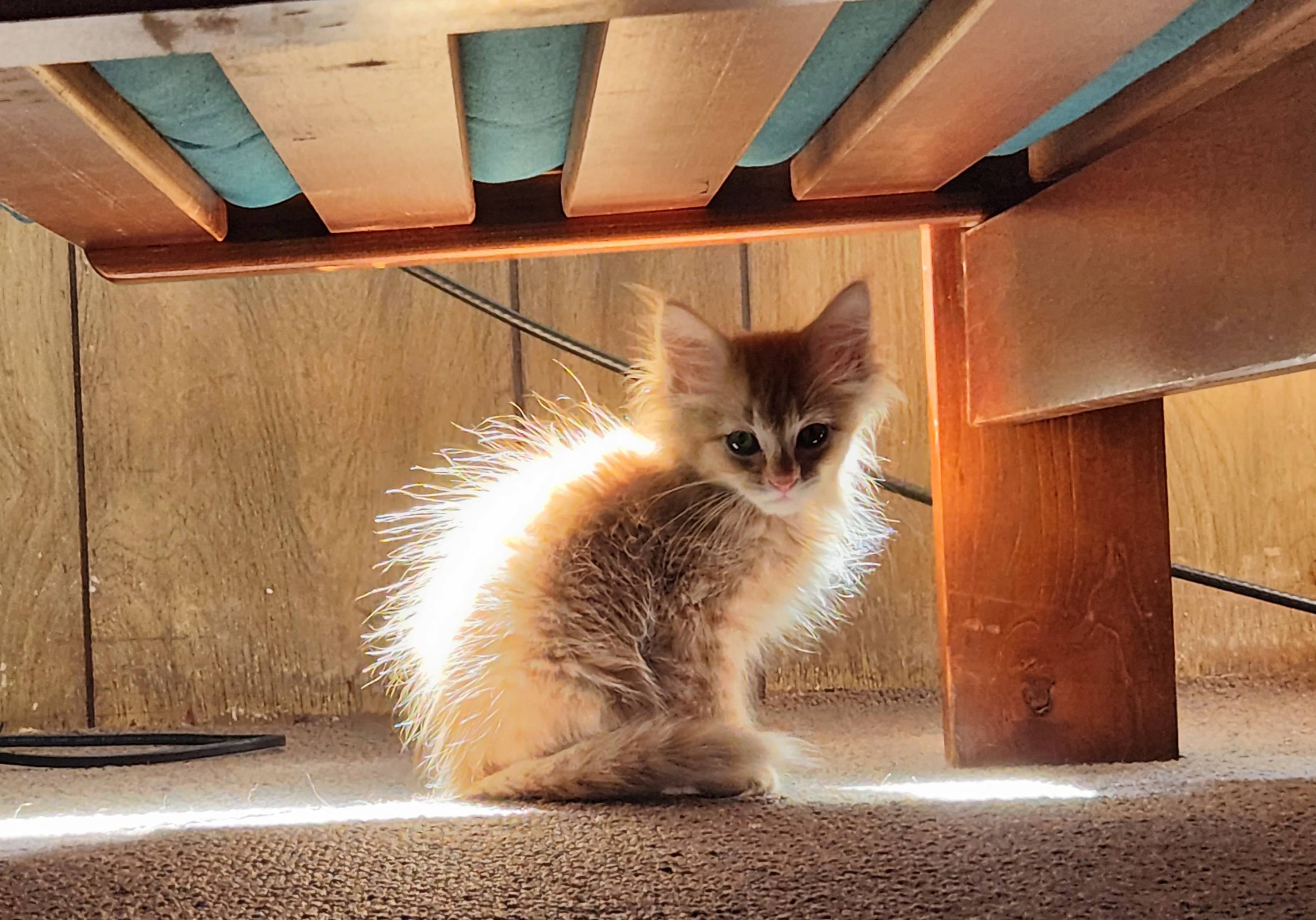 Just adopted hotsell a cat