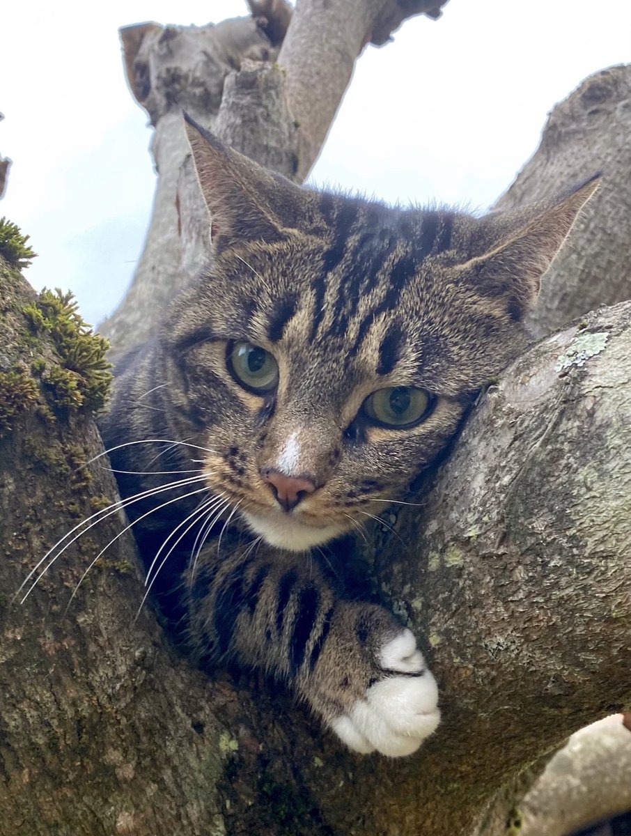 merlinsolent's tweet photo. J’ai perdu mon frère, mon poto, celui avec qui je jouais tous les jours entre les arbres. Depuis 3 semaines, je me sens triste… il me manque 🥹 https://t.co/fgaAspcIxC