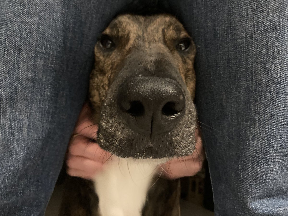 ElieNDiaw's tweet image. Elle est loin la cage de la SPA !
#HappyDoggo