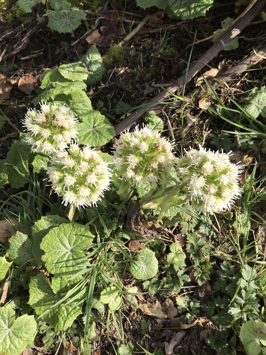 #wildflowerhour #invasiveplants White Butterburr