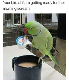 Parrot Lady (@realparrotlady) on Twitter photo 
