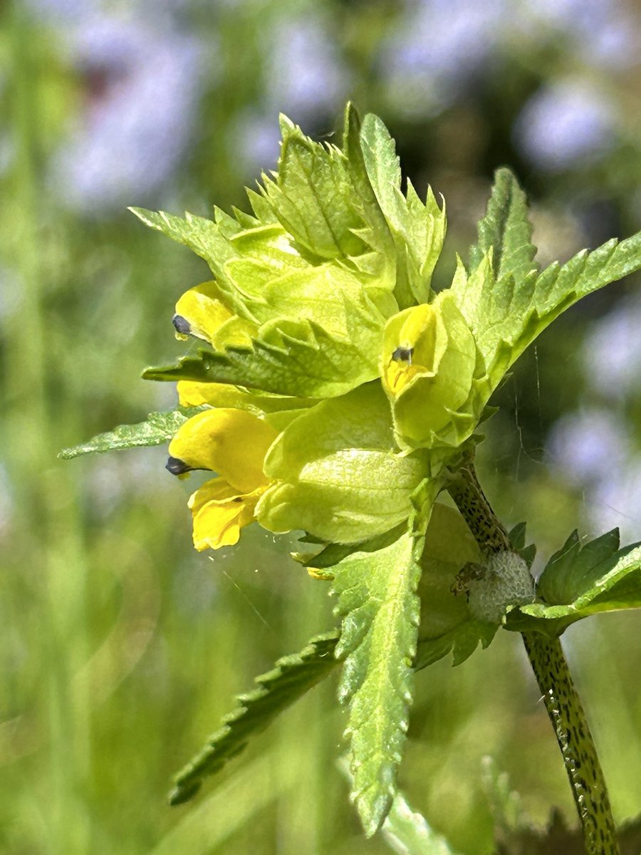 Tom Sayer tweet media