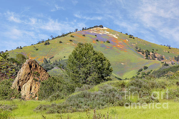 EmotionsPics's tweet photo. New artwork for sale! - "Grass Mountain Lupines and Poppies" - https://t.co/4QjUbjqOOu @fineartamerica https://t.co/wePHNKITFc