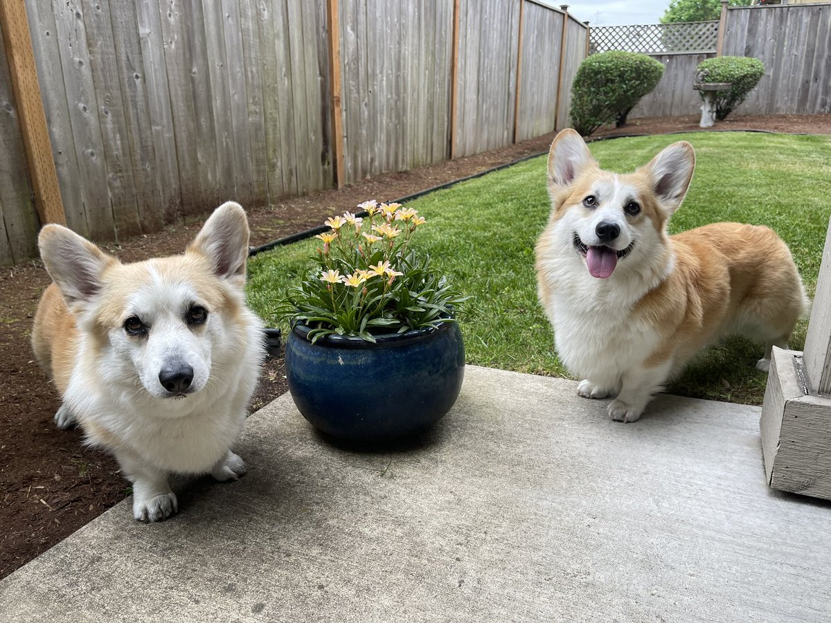 Happy Sunday, furiends and friends. 

“Pee Pot 1” finally have flowers in it. Mommy is amazed she actually grew something. 

#CarsonTheCorgi #AndPocoToo #MommyDoesntHaveAGreenThumb #CorgiCrew