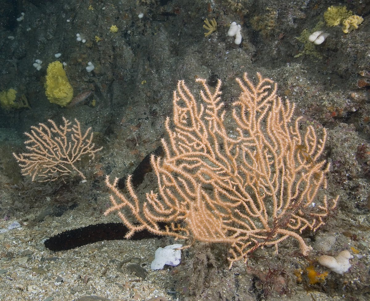Kirsty Macleod (@kirstylmacleod) on Twitter photo Excited to share the first paper of my PhD research, the genome of the pink sea fan is out! This has been a real game changer for allowing me to investigate connectivity and the potential impacts of climate change #octocoral #genome
#OA in <a href="/GenomeBiolEvol/">GBE (Genome Biology and Evolution)</a>
doi.org/10.1093/gbe/ev… Excited to share the first paper of my PhD research, the genome of the pink sea fan is out! This has been a real game changer for allowing me to investigate connectivity and the potential impacts of climate change #octocoral #genome
#OA in <a href="/GenomeBiolEvol/">GBE (Genome Biology and Evolution)</a>
doi.org/10.1093/gbe/ev…