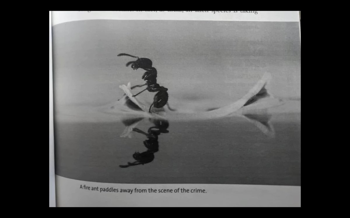 the pigeon lady from home alone 2 (@nikonotcat1) on Twitter photo 