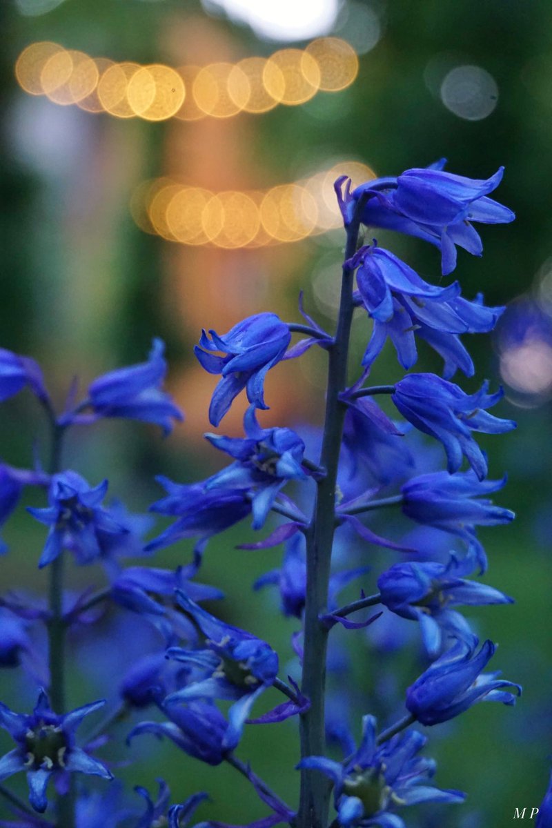 Mark Pemberton (@markpem28587357) on Twitter photo Bluebells in the cathedral grounds and bokeh from the lights outside Holy Trinity Church <a href="/CovCathedral/">Coventry Cathedral</a> <a href="/HTCCoventry/">Holy Trinity Church Coventry</a> <a href="/visit_coventry/">Visit Coventry</a> <a href="/Covhour/">#COVHOUR</a> <a href="/BBCCWR/">BBC Coventry & Warwickshire</a> <a href="/Covcultureshow/">Coventry Culture Show</a> Bluebells in the cathedral grounds and bokeh from the lights outside Holy Trinity Church <a href="/CovCathedral/">Coventry Cathedral</a> <a href="/HTCCoventry/">Holy Trinity Church Coventry</a> <a href="/visit_coventry/">Visit Coventry</a> <a href="/Covhour/">#COVHOUR</a> <a href="/BBCCWR/">BBC Coventry & Warwickshire</a> <a href="/Covcultureshow/">Coventry Culture Show</a>