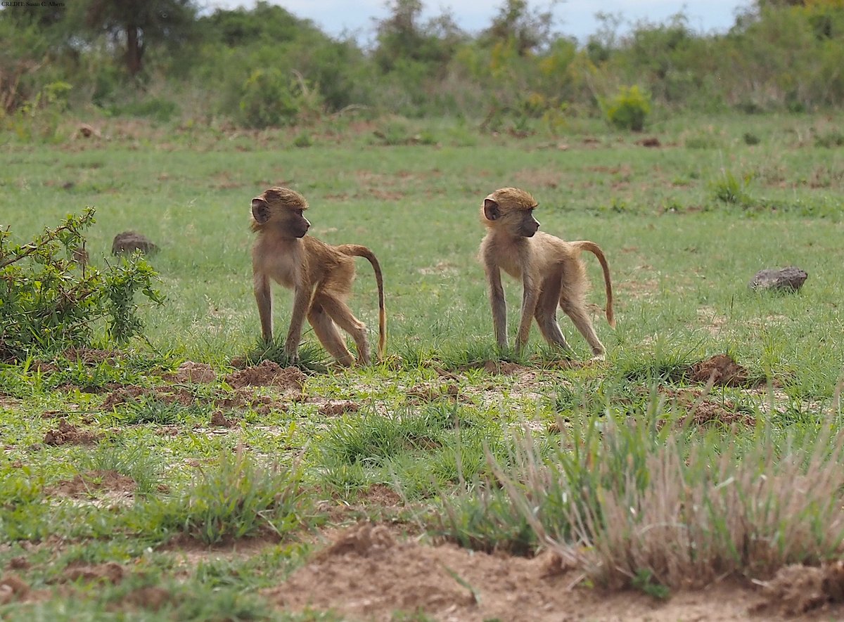 ScienceMagazine: In baboons, adult social bonds help mitigate the negative effects of early adversity on life span, finds a new study in <a href="/ScienceAdvances/">Science Advances</a>. scim.ag/2Hm