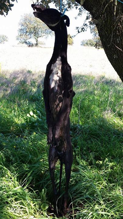 At the end of each hunting season in February, it is estimated that between 60,000 and 80,000 Spanish hunting dogs (Podencos as well as Galgos, the Spanish Greyhound)  are dumped, abandoned or killed, considered too old or too slow for the next season. 60,000 - 80,000 dogs -