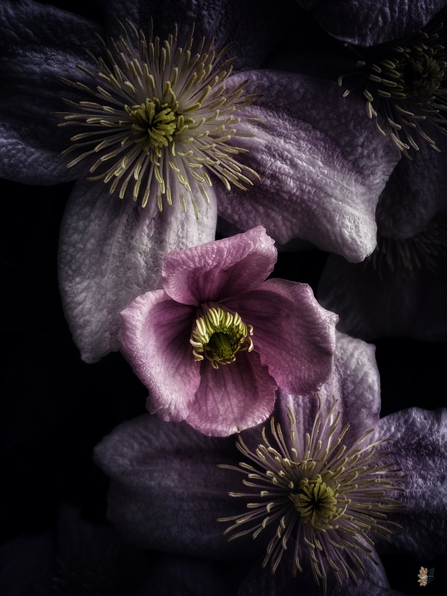 🌿𝔈𝔩𝔣𝔢𝔞𝔯𝔰𝔣𝔬𝔵𝔰𝔬𝔵🌿 tweet media