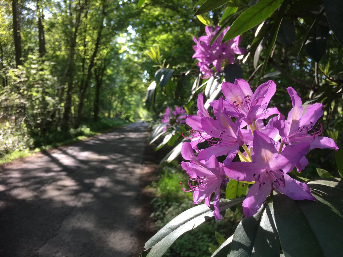 Rhododendron ponticum. Flowers reaching for the bright roadside light. But its toxic leathery leaves and far reaching branches have, and continue to, darken the woodlands of Wood Lane, Norton Disney, Lincolnshire #Invasiveplants #wildflowerhour