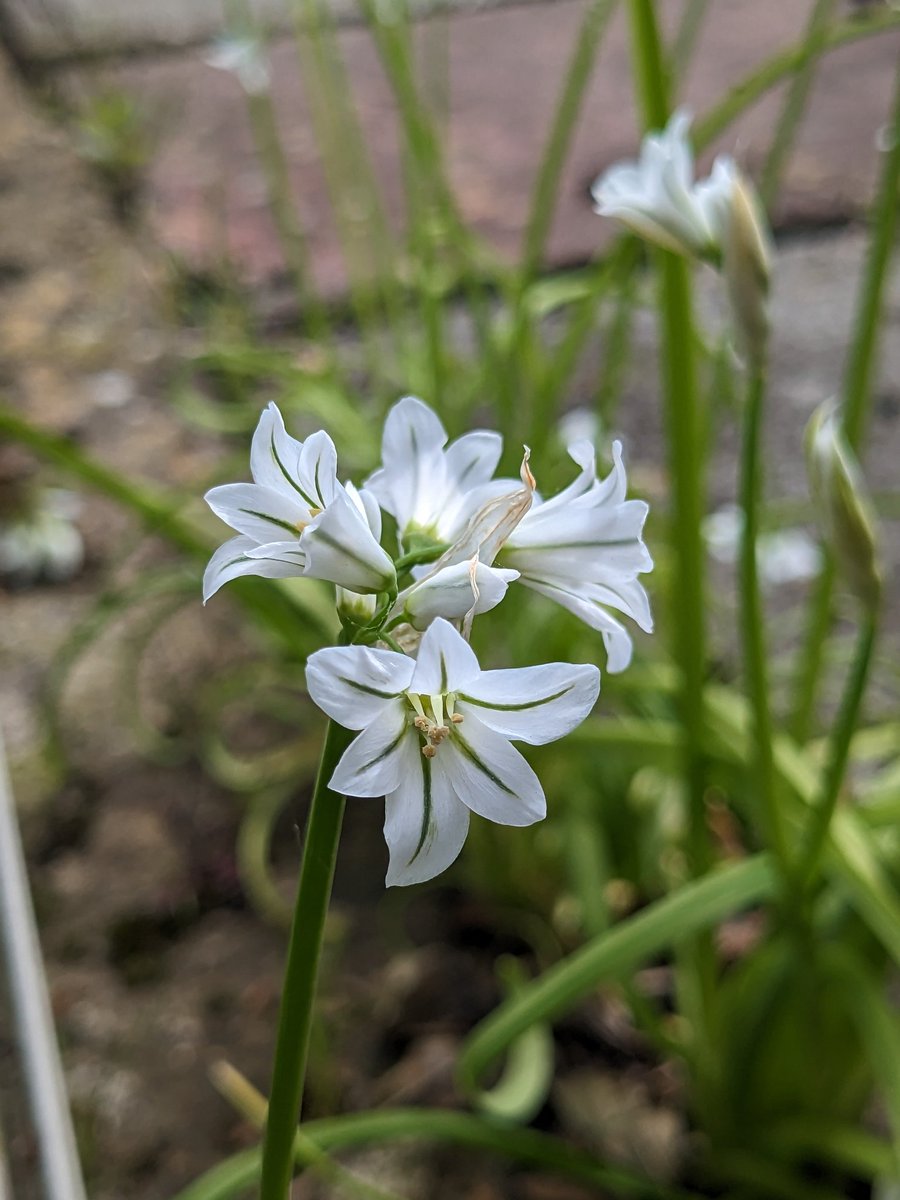 KtSharpie73's tweet photo. Three-cornered Garlic - Allium triquetrum, invading the paving cracks in a garden this week. I love it. #invasiveplants  #wildflowerhour @wildflower_hour https://t.co/emgGSPR3FN