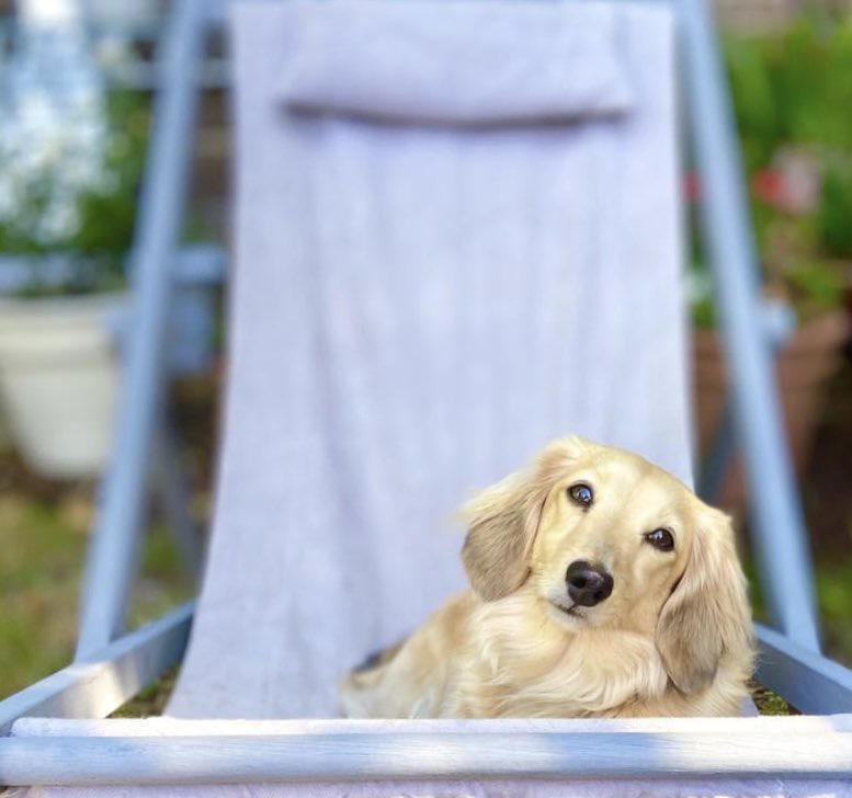 Happy Sunday folks … sunshine and deckchairs … #sunday #DogsOnTwitter