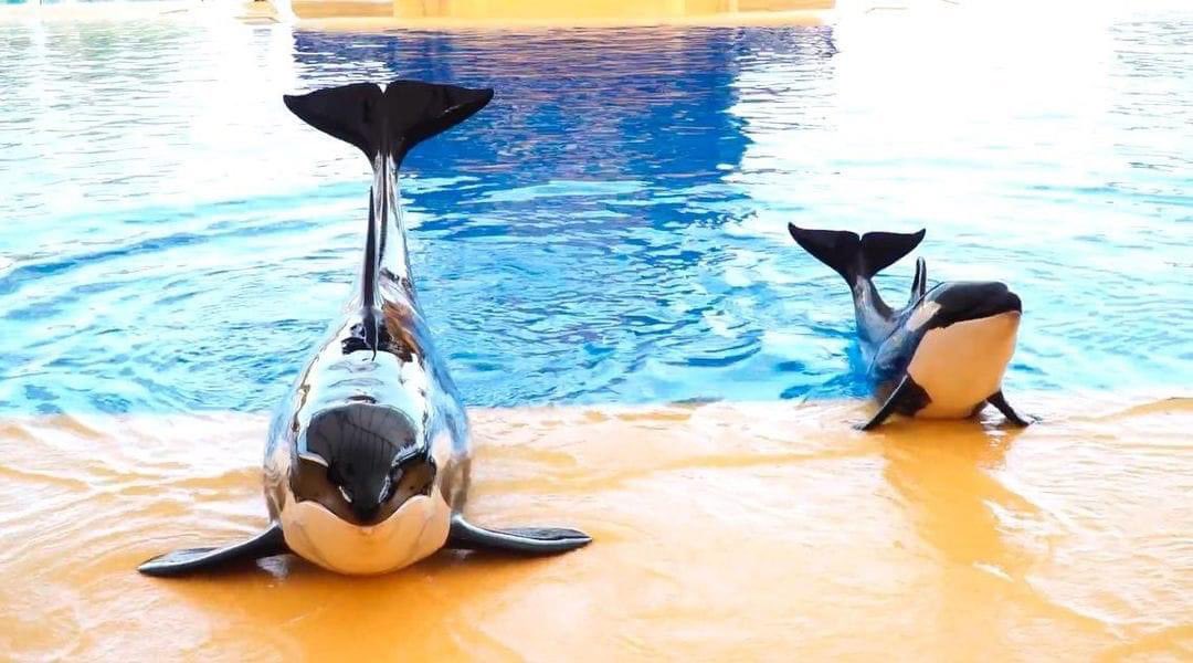 🐬 5️⃣4️⃣7️⃣2️⃣days 😢💔😡😖😔😞😤😡 in Captivity  @LoroParque Thanks to @seaworldisevil   #FreeMorgan #Blackfish TIME TO BRING #MORGAN HOME. YOU KILLED HER BABY #ULA already as well as 3 other Orca’s. Don’t let Morgan suffer longer!!! @EU_Commission  @EUCouncil #CaptivityKills