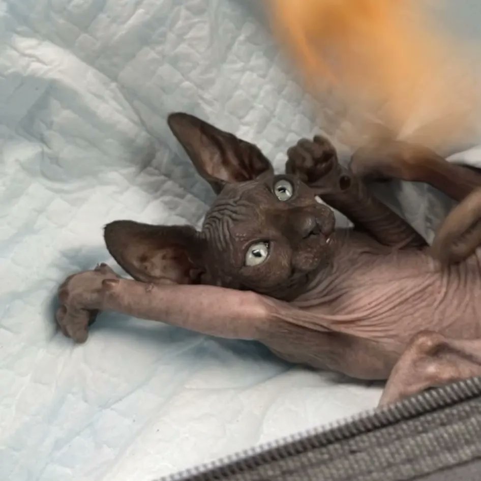 Gatto pipistrello