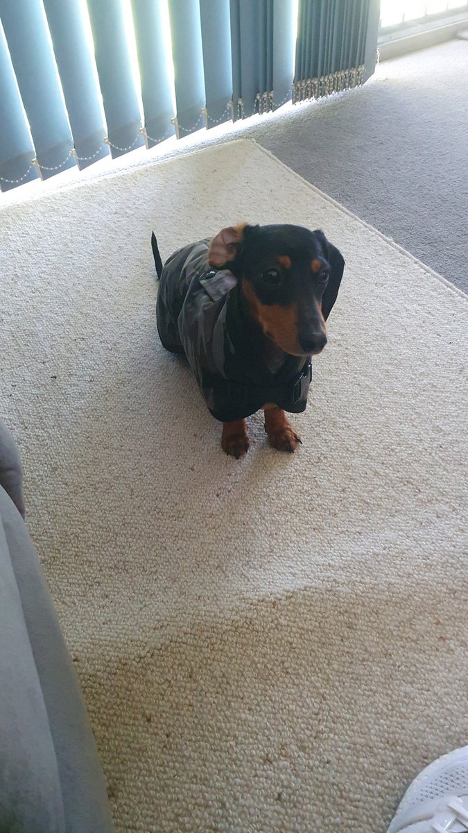 TonyJames666's tweet photo. 🥰 Willow on sunday movie day #Dachshund #puppy #cute 🥰 https://t.co/09r9MwrXEh