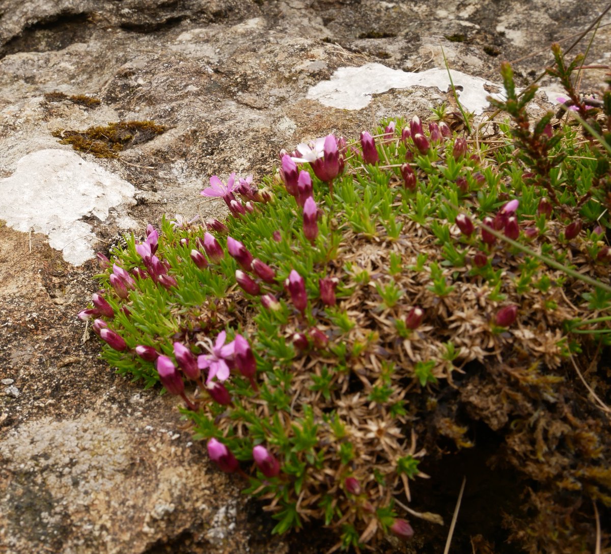 It's open season for arctic-alpine flowers in Snowdonia/eryri. A recent trek descending into #cwmidwal Alpine saxifrage, Snowdon lily, mossy saxifrage & moss campion #wildflowerhour #wildflowers #lloydia @wildflower_hour @BSBICymru @PlantlifeCymru