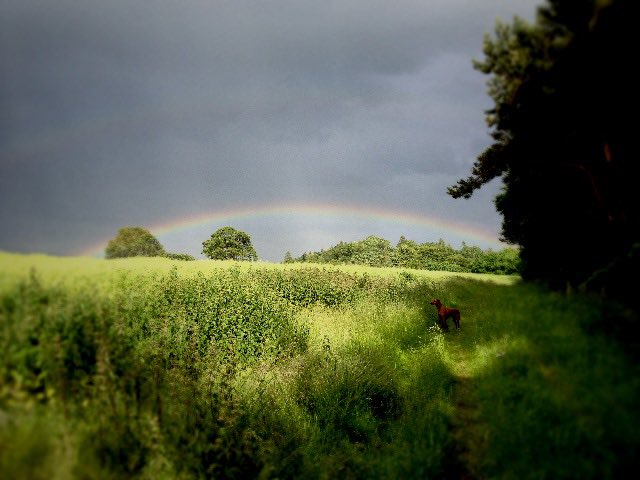 Vizsla (@vizsla) on Twitter photo 