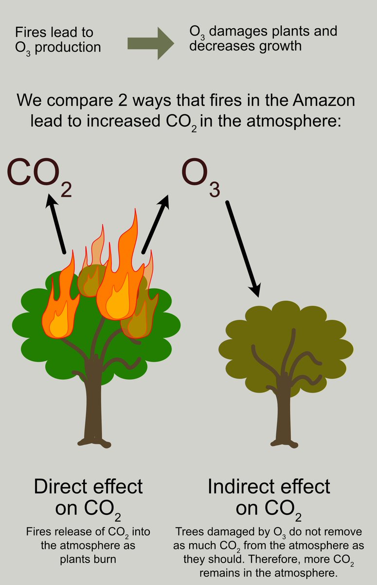 FlossieBrown_'s tweet photo. Can this tree represent the entire Amazon?!?
Find out what can we learn about Amazon forest health without ever going to the Amazon @pintofscience Exeter this Wednesday.

Tickets: https://t.co/AWlLY9BxbG

#Pint23 
More on this project @TropOz https://t.co/5Z9GNZhZTi https://t.co/3g4QvsIoPS