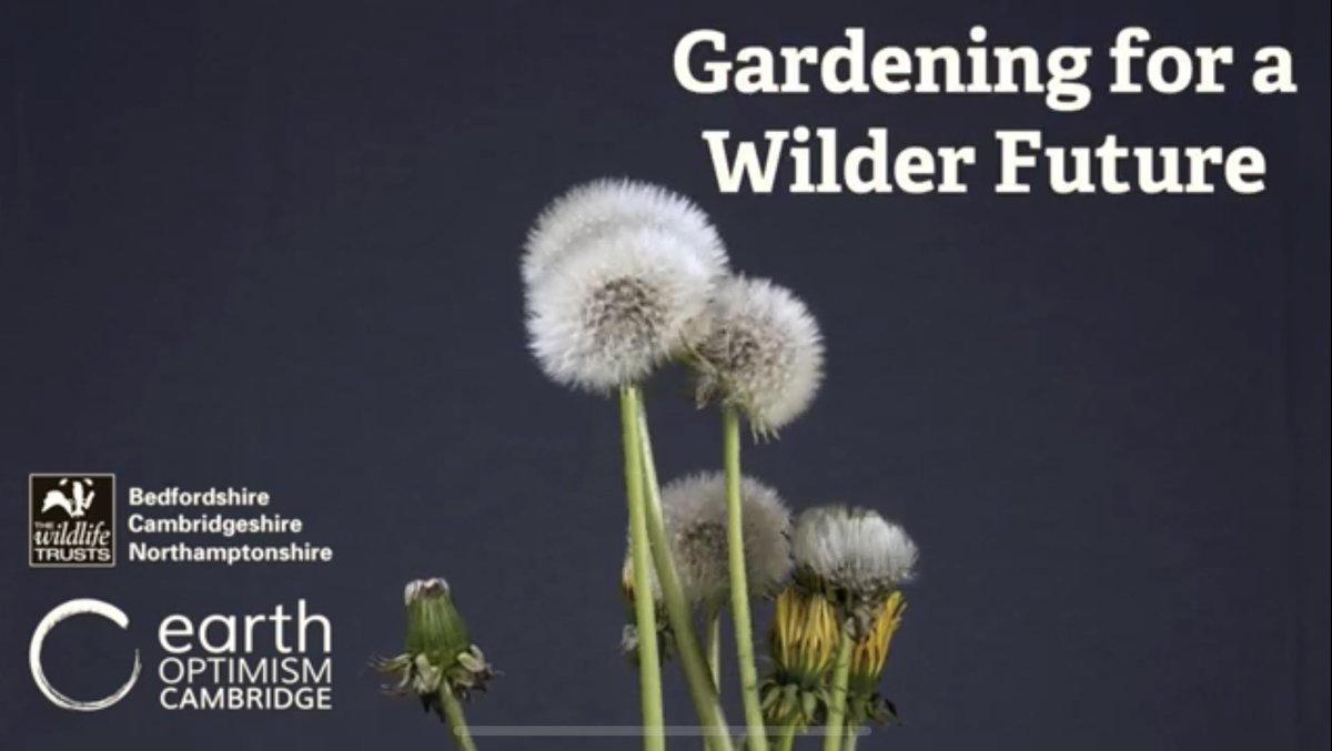 Just watched @The_RHS #ChelseaFlowerShow and loved it - the gardens were about reconnecting with nature. I made a film all about making our gardens wildlife friendly for the @wildlifebcn shown at the @CCI_Cambridge @EarthOptimism #earthoptimismcambridge. 

youtu.be/8YCAB6wSeiI