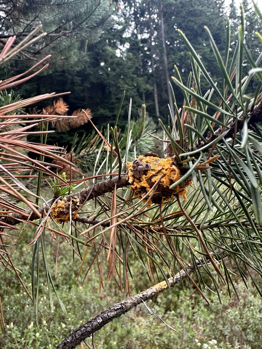 Mycocentriq's tweet photo. Spring bringing the triumphant return of Western gall rust - aeciospore galore right now #somebodychopthisbranch #rust #fungi #basidiomycete #shorepine #pnw https://t.co/fgN922bPXr