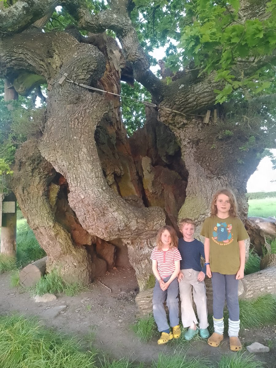 Today we visited some incredible #AncientTrees. Here are the Big Belly Oak and Judge Wyndham's Oak #AncientTreeInventory 🌳🌳