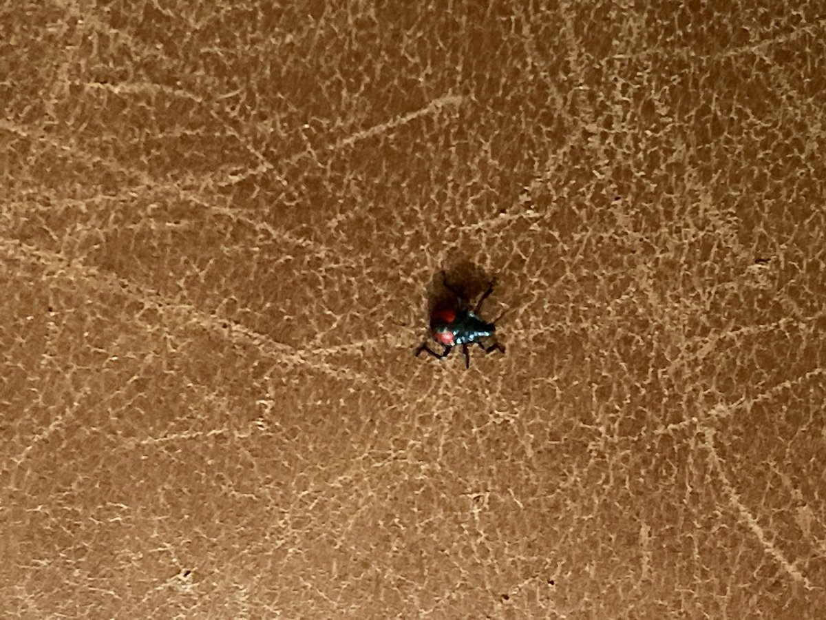 MoTigerTim's tweet photo. Just found this Florida predatory stink bug identified by Picture Insect. Check it out. https://t.co/jFaJ7FktYY

Part of the DeSantos field operation? https://t.co/Jtvut2DChj