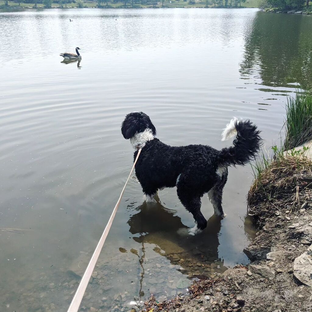 JayWll's tweet photo. Much less smokey today so this girl and I have been for a couple of big walks. Home now for some naps in front of the fan before @asiancwgrl gets here and even more adventures happen 🐶🐾🦆
.
.
#DogsOfInstagram #Sheepie #Doodle #SheepiesOfInstagram #Doo… https://t.co/gQKZwqjIve https://t.co/33Hf5tgoPf